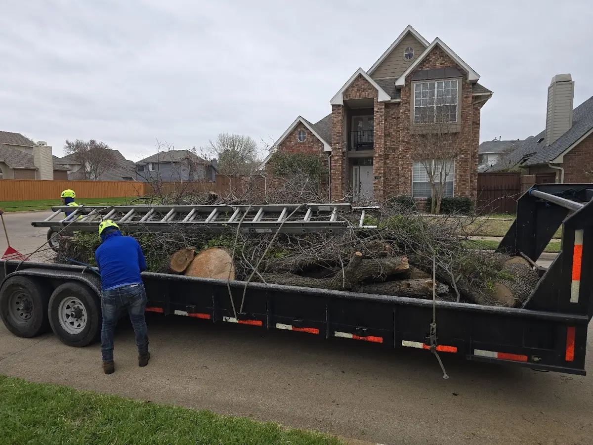 Expert Tree Pest Control with proper safety equipment in Plummer